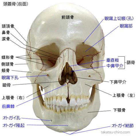 人中部 部位|口周りの形態はいろいろな要素。でもまずいつもの上口唇(人中。